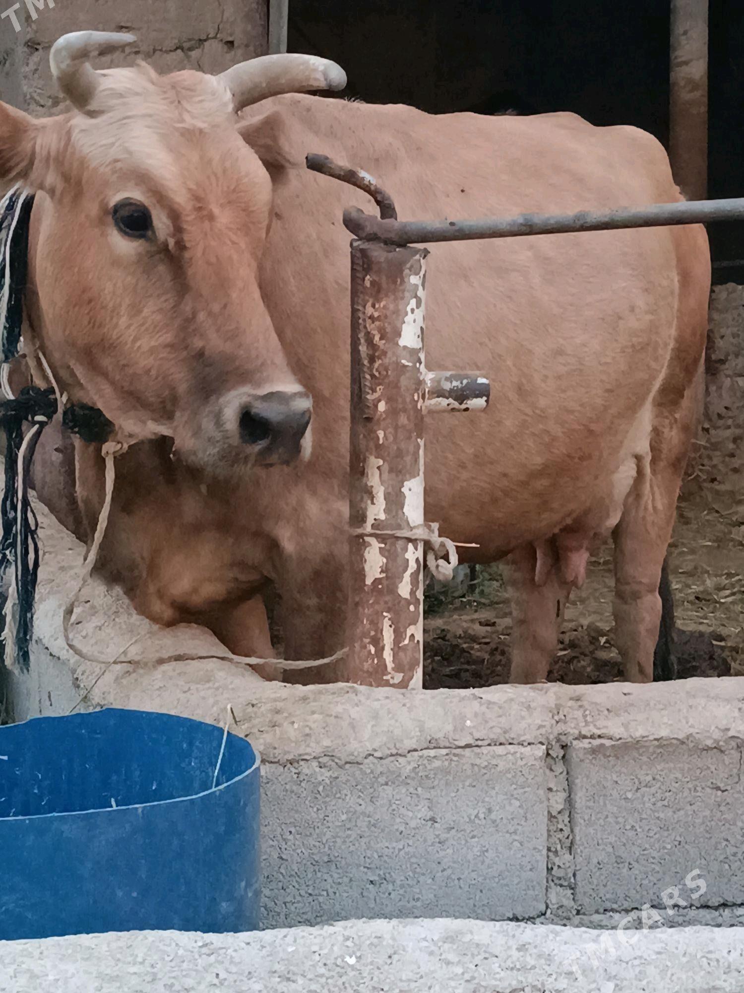 sygyr - Гёкдепе - img 9