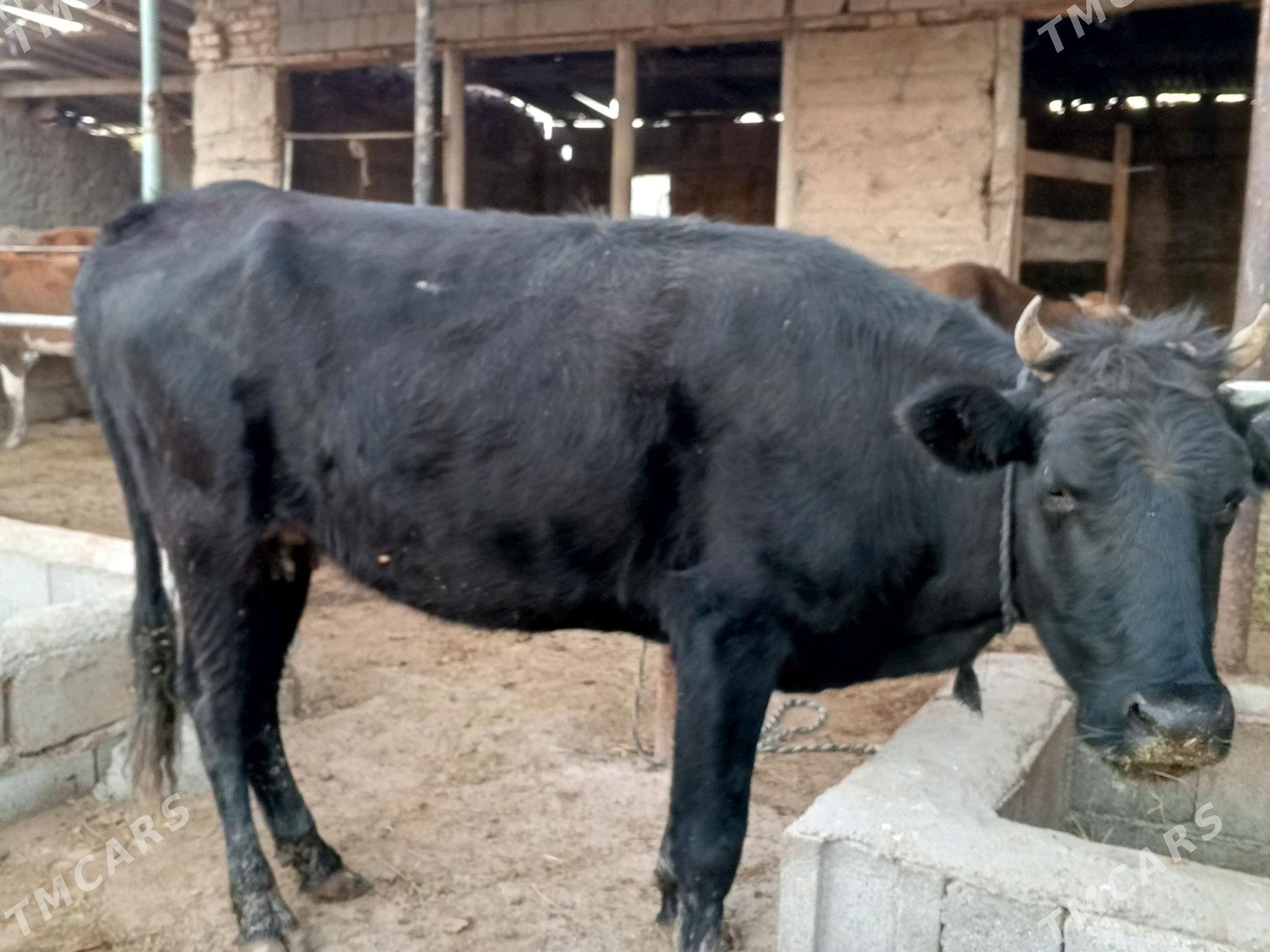 sygyr - Гёкдепе - img 3