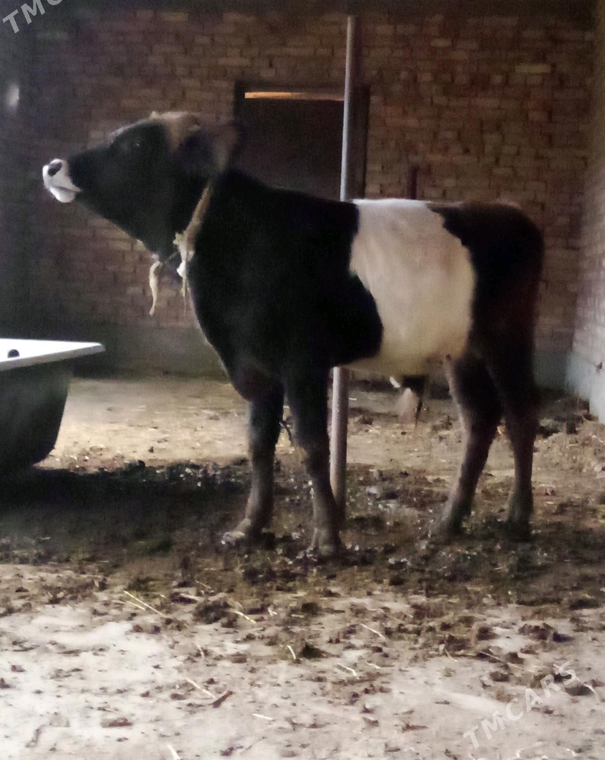 Öküz Gibrit 8 aýynda - Гёкдепе - img 2