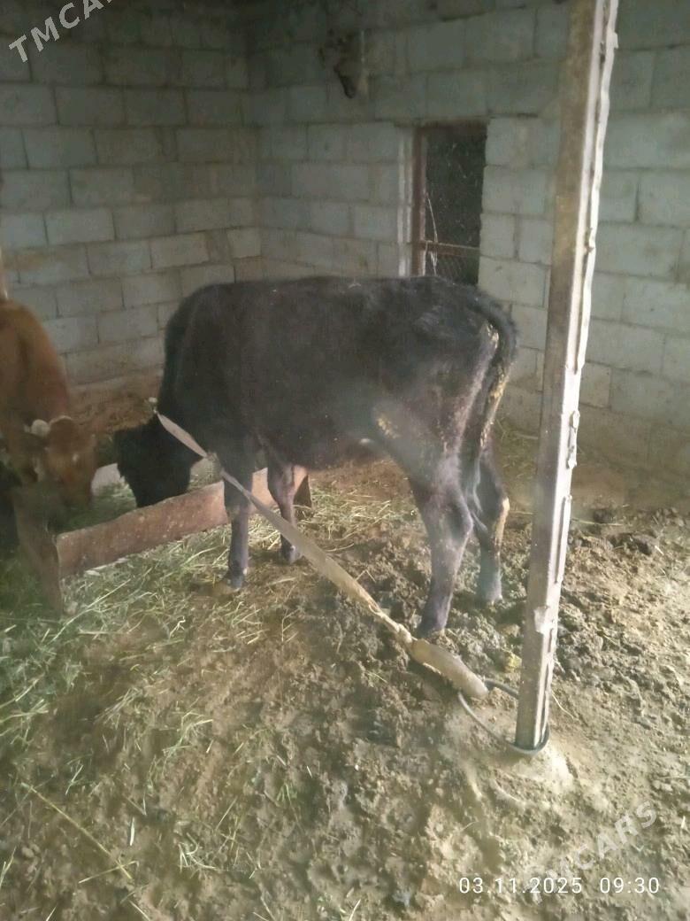 tüwe - Babadaýhan - img 1