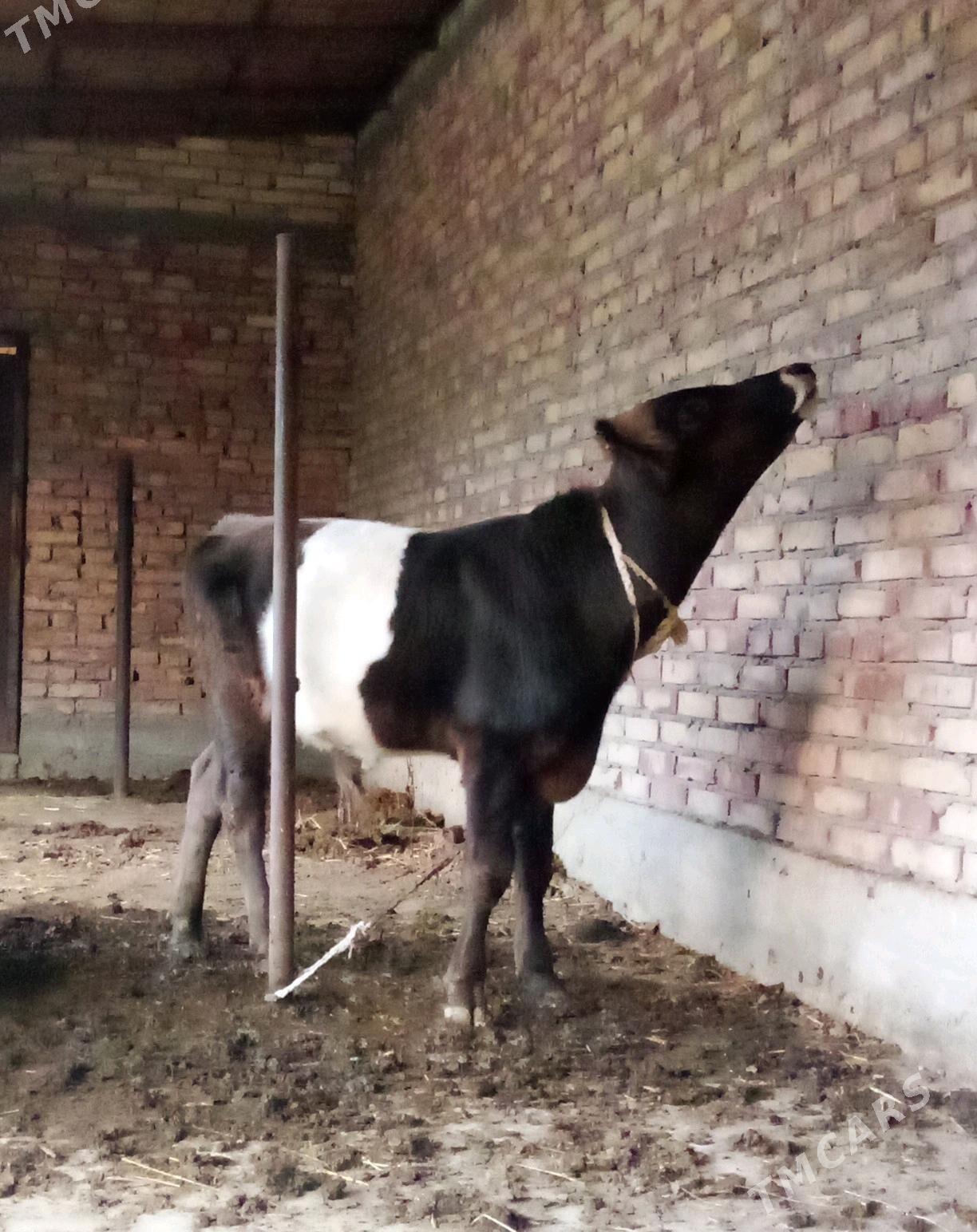 Öküz Gibrit 8 aýynda - Гёкдепе - img 10