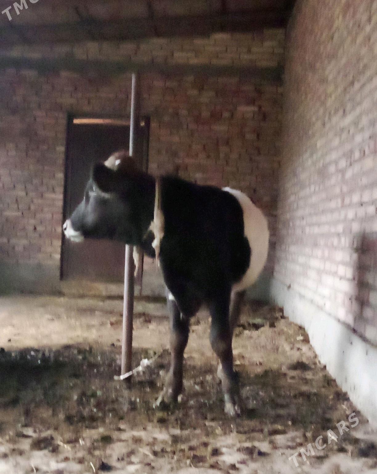 Öküz Gibrit 8 aýynda - Гёкдепе - img 6