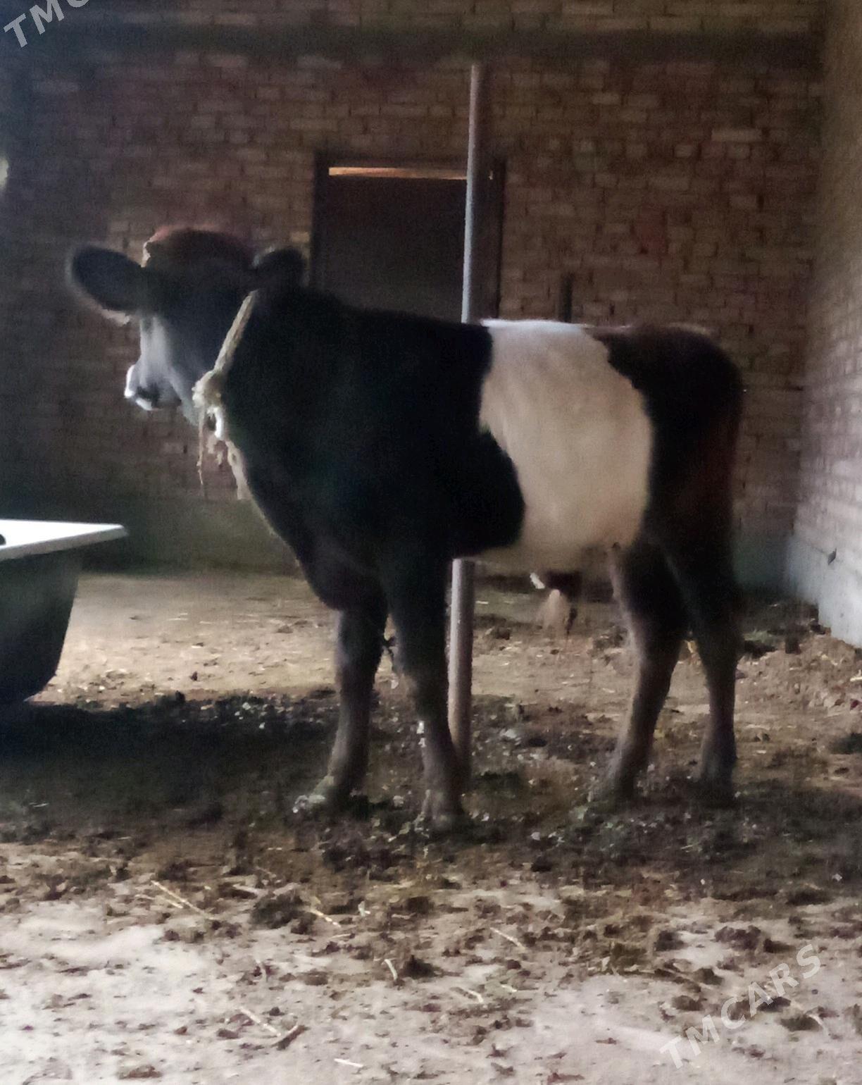 Öküz Gibrit 8 aýynda - Гёкдепе - img 8