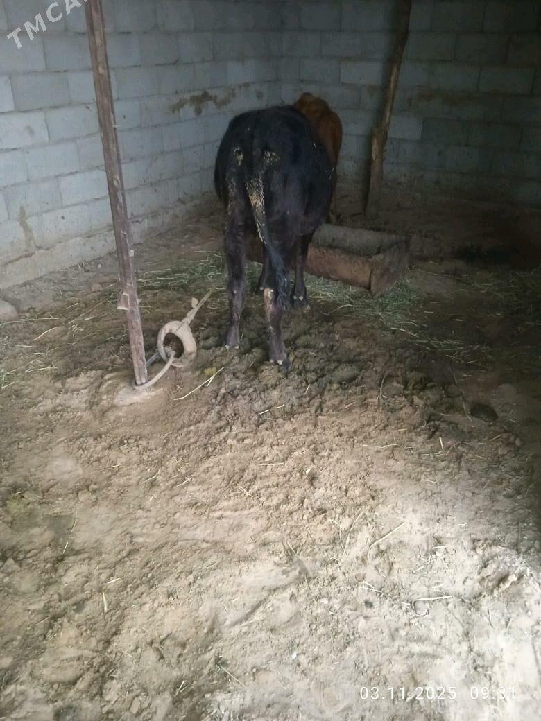 tüwe - Babadaýhan - img 3