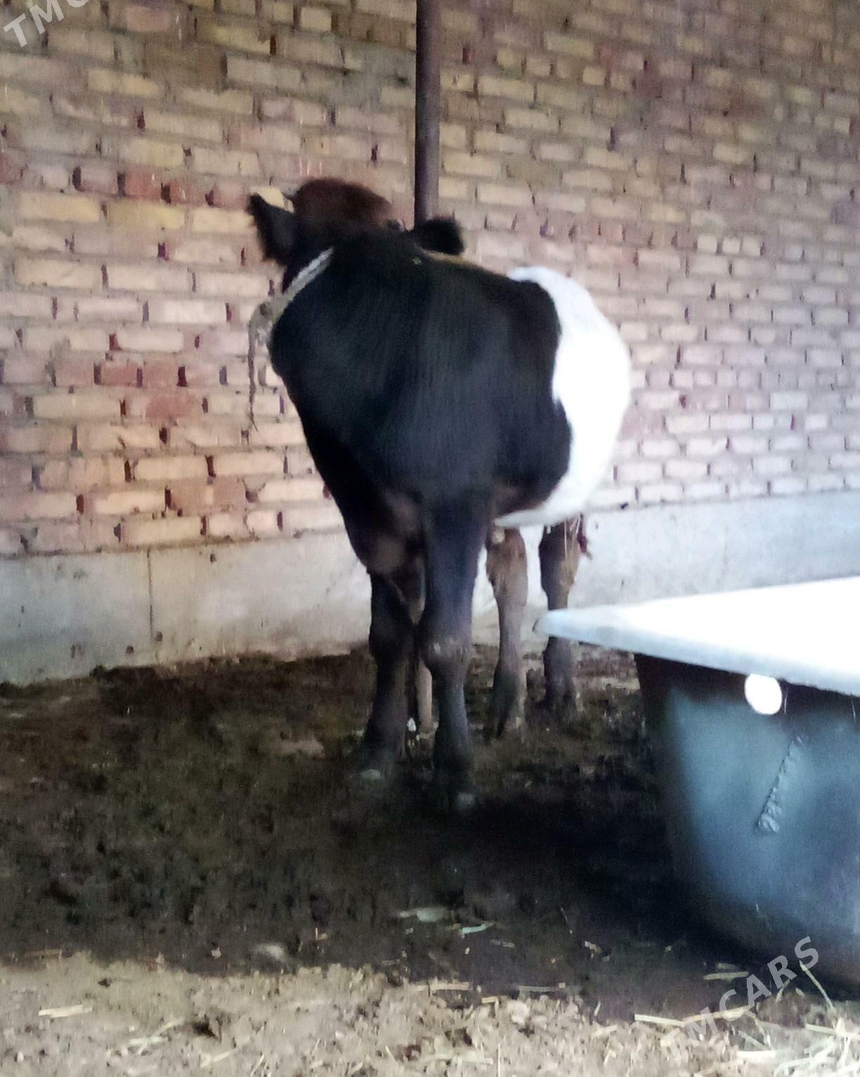 Öküz Gibrit 8 aýynda - Гёкдепе - img 9