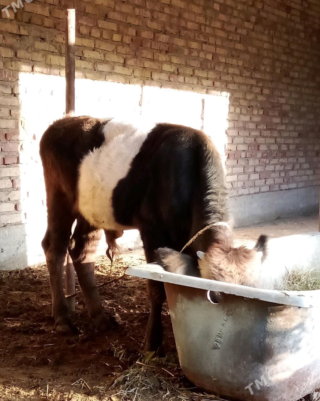 Öküz Gibrit 8 aýynda - Гёкдепе - img 4