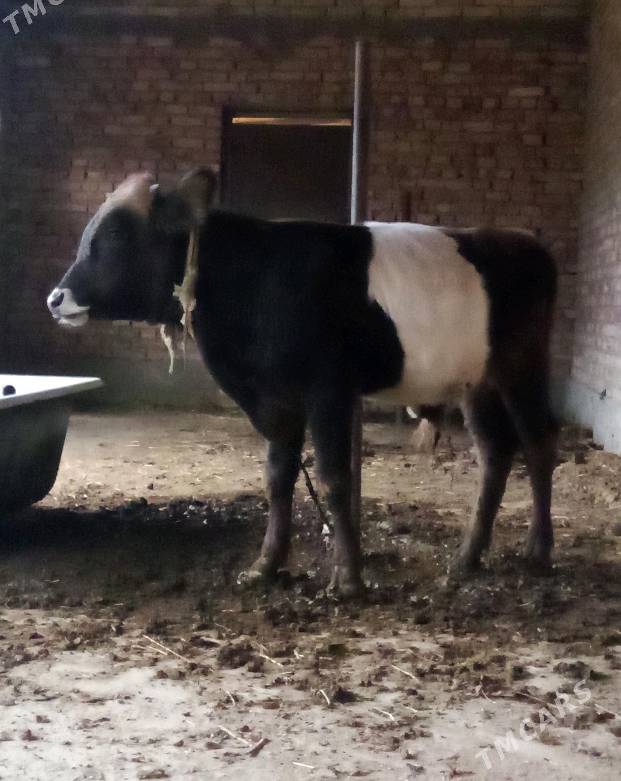 Öküz Gibrit 8 aýynda - Гёкдепе - img 7