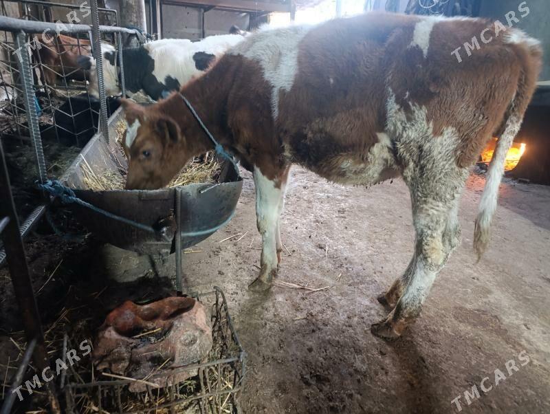 Сементал - Türkmenabat - img 3