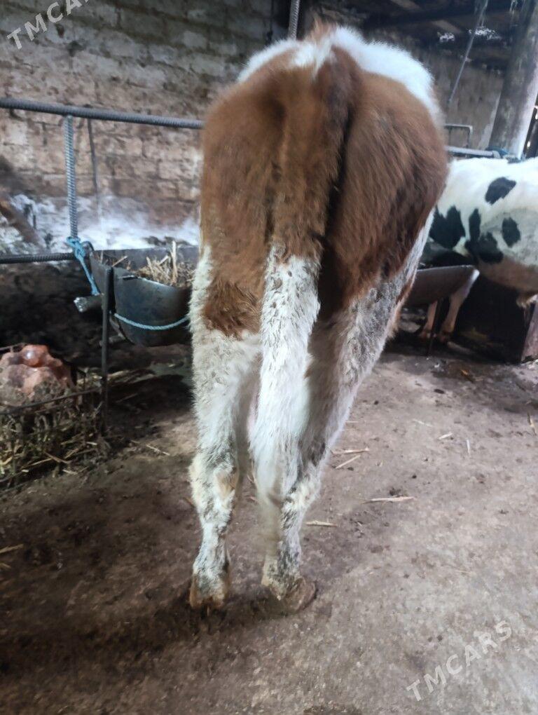 Сементал - Türkmenabat - img 2