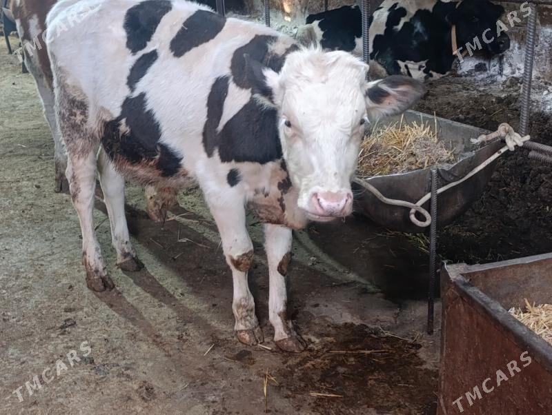 Сементал - Türkmenabat - img 2