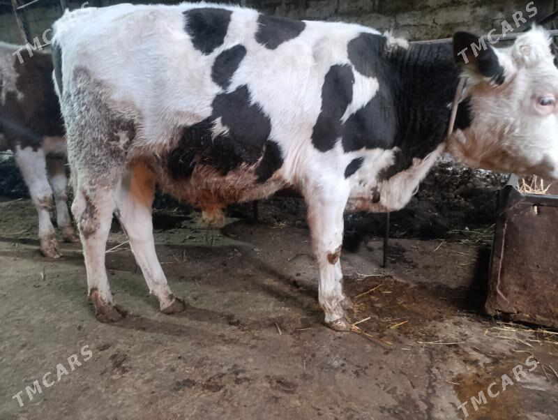 Сементал - Türkmenabat - img 3