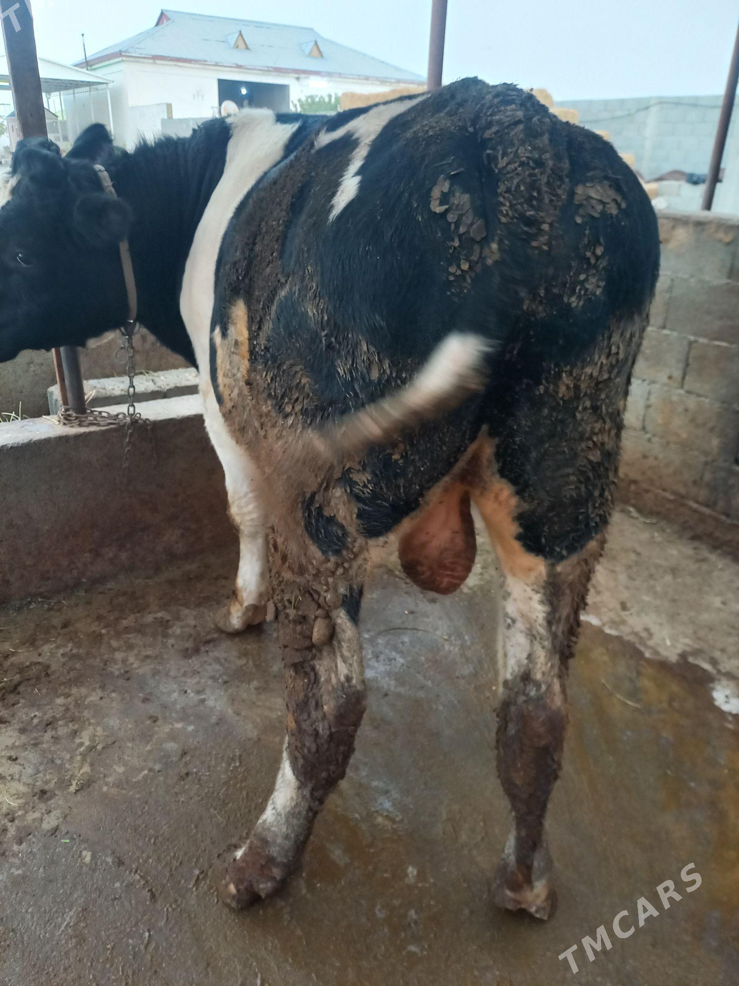 Galisdeyin okuz - Ашхабад - img 3