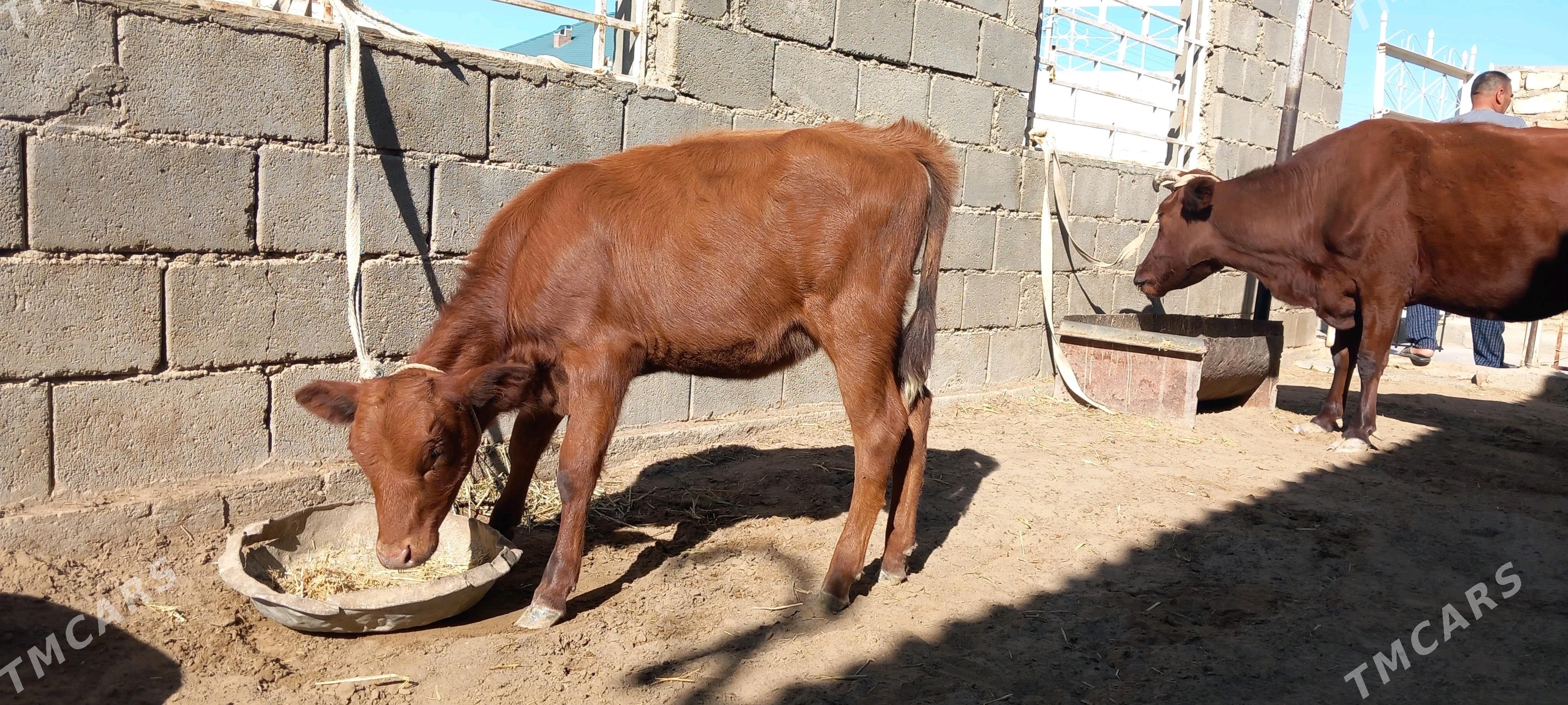 sygyr - Балканабат - img 2