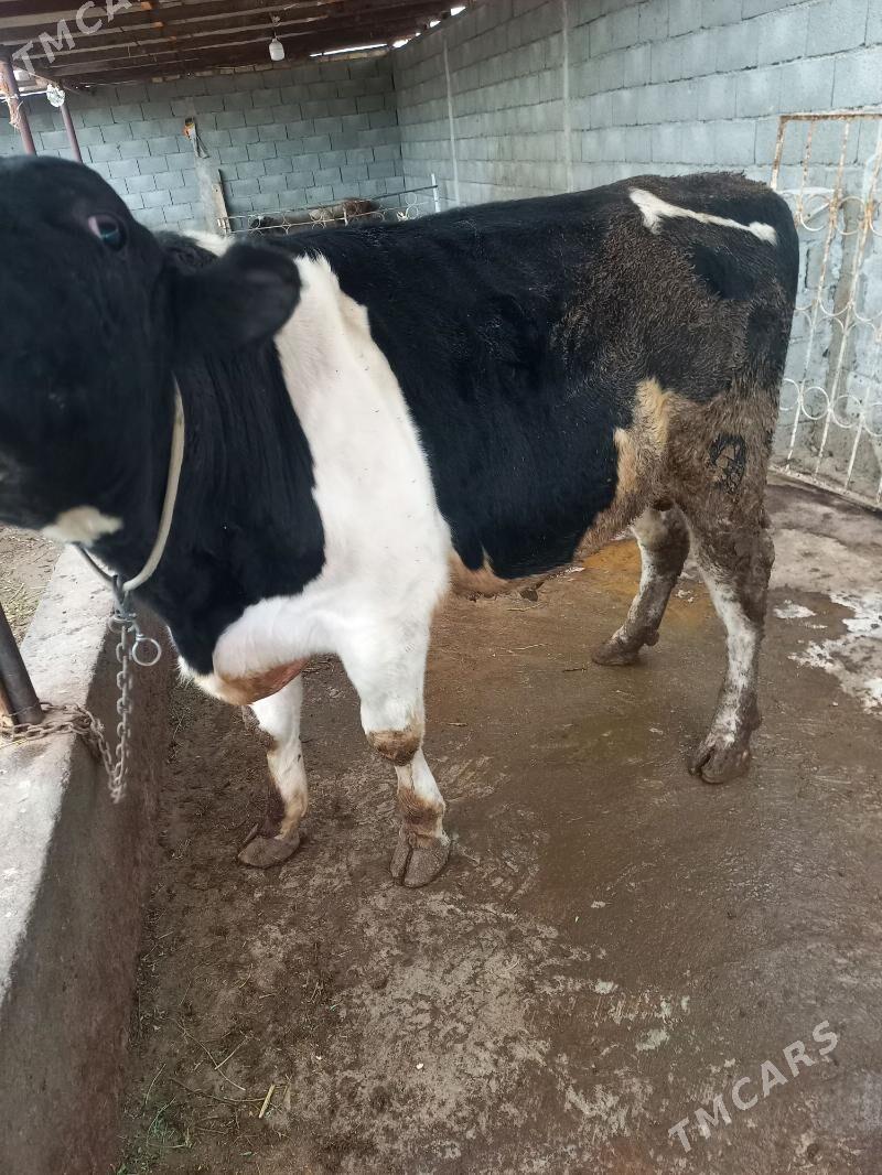 Galisdeyin okuz - Ашхабад - img 2