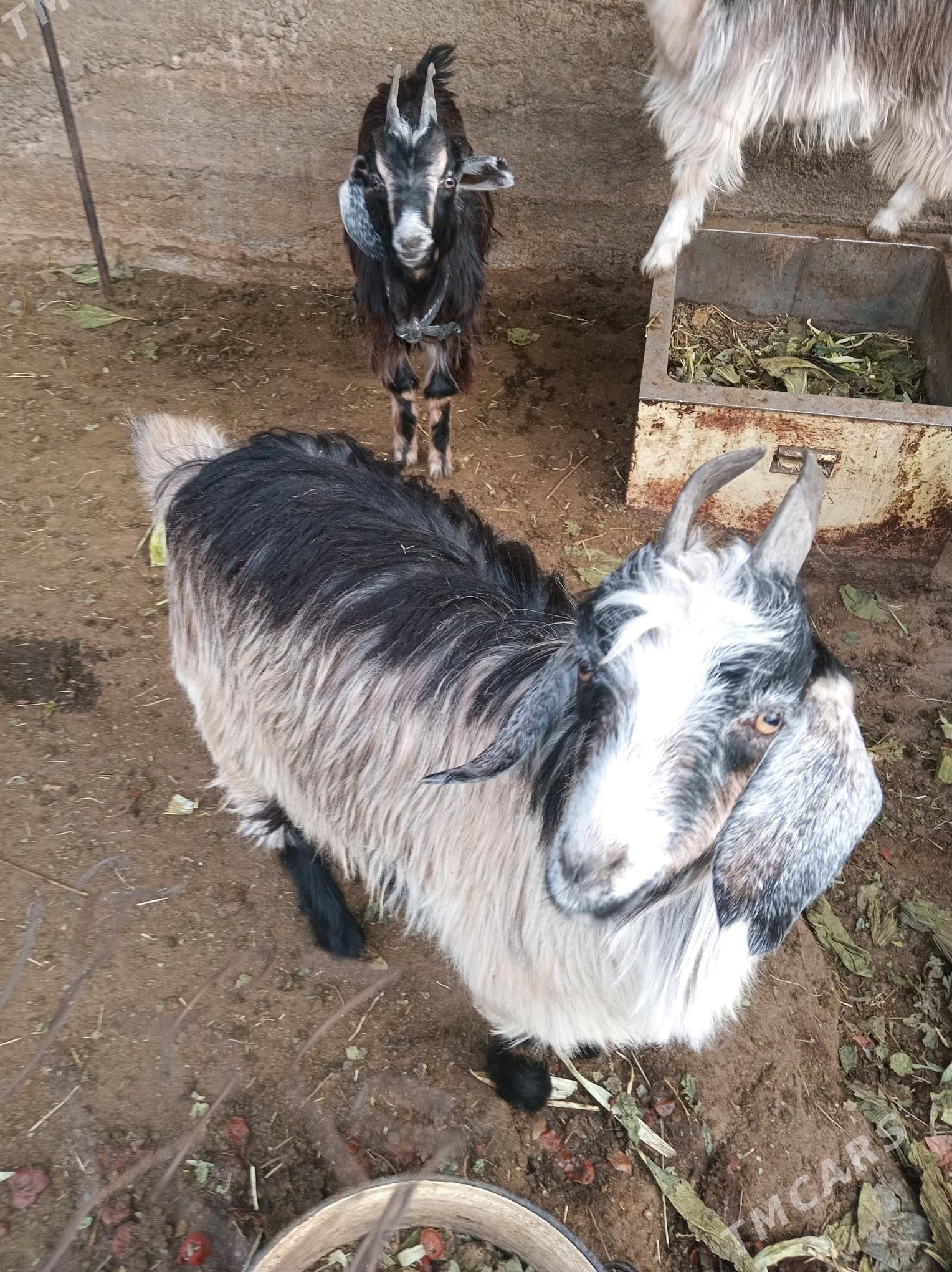 Çebiş - Чоганлы - img 1