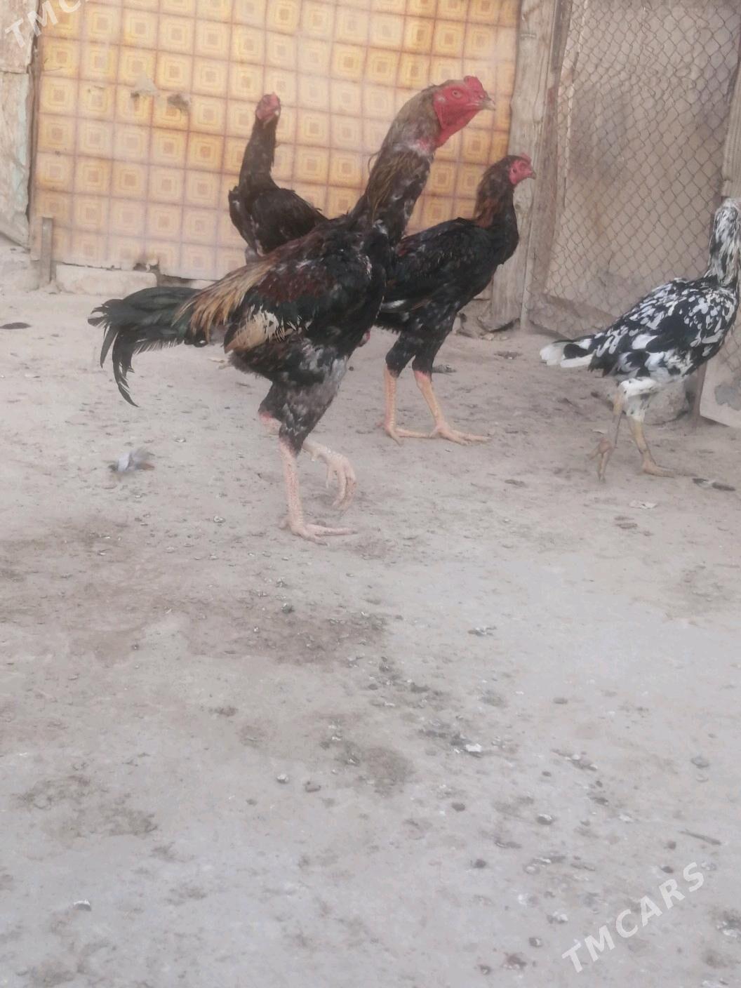 Taşkent horaž - Ашхабад - img 5