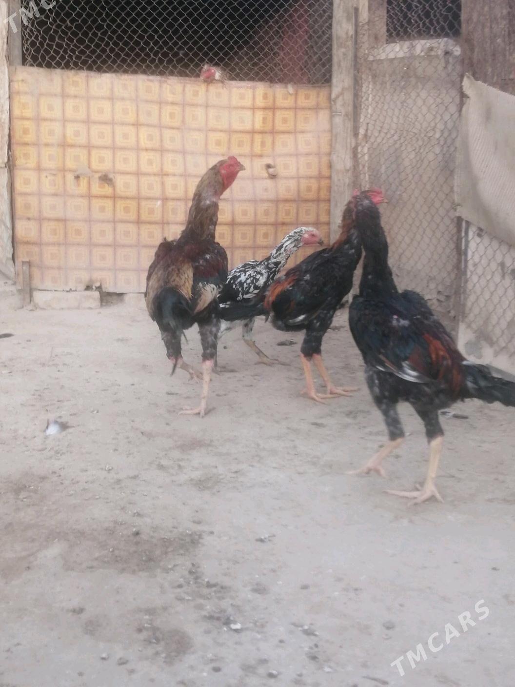 Taşkent horaž - Ашхабад - img 6