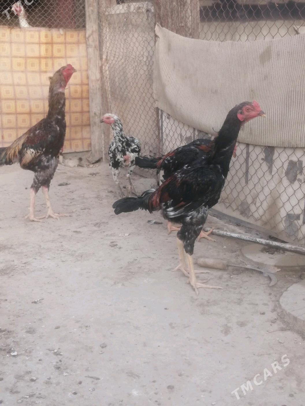 Taşkent horaž - Ашхабад - img 7