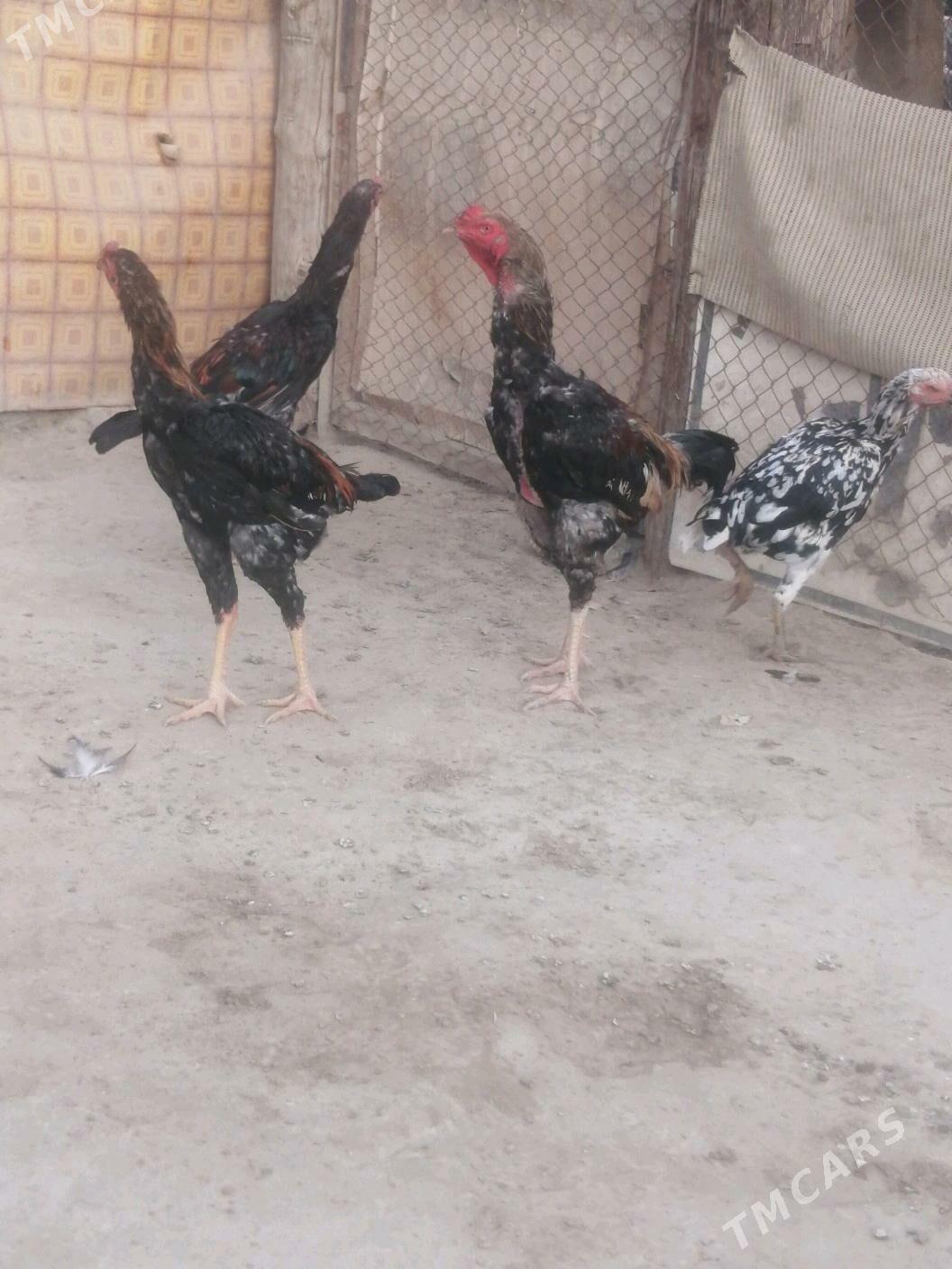 Taşkent horaž - Ашхабад - img 2