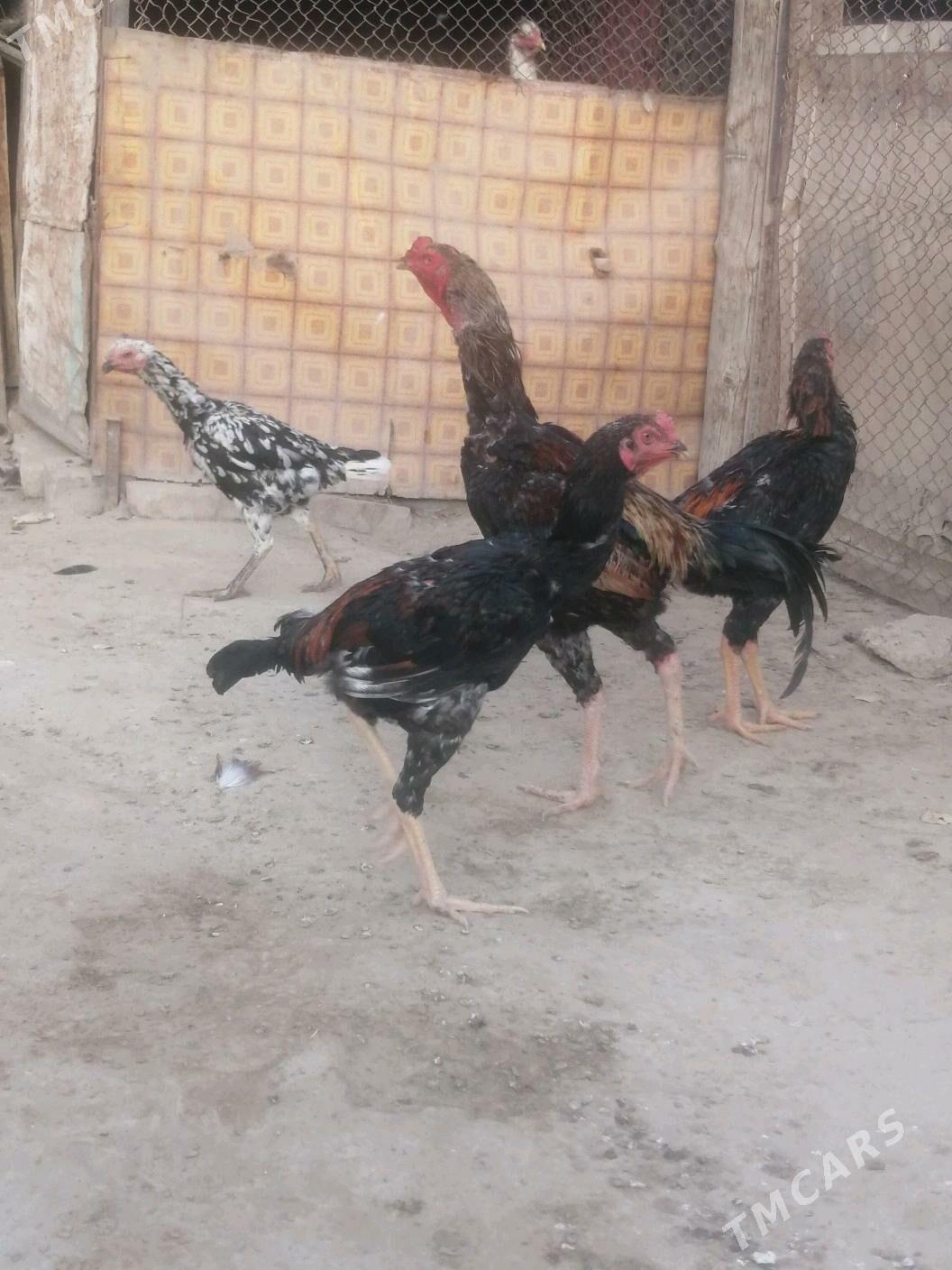 Taşkent horaž - Ашхабад - img 4