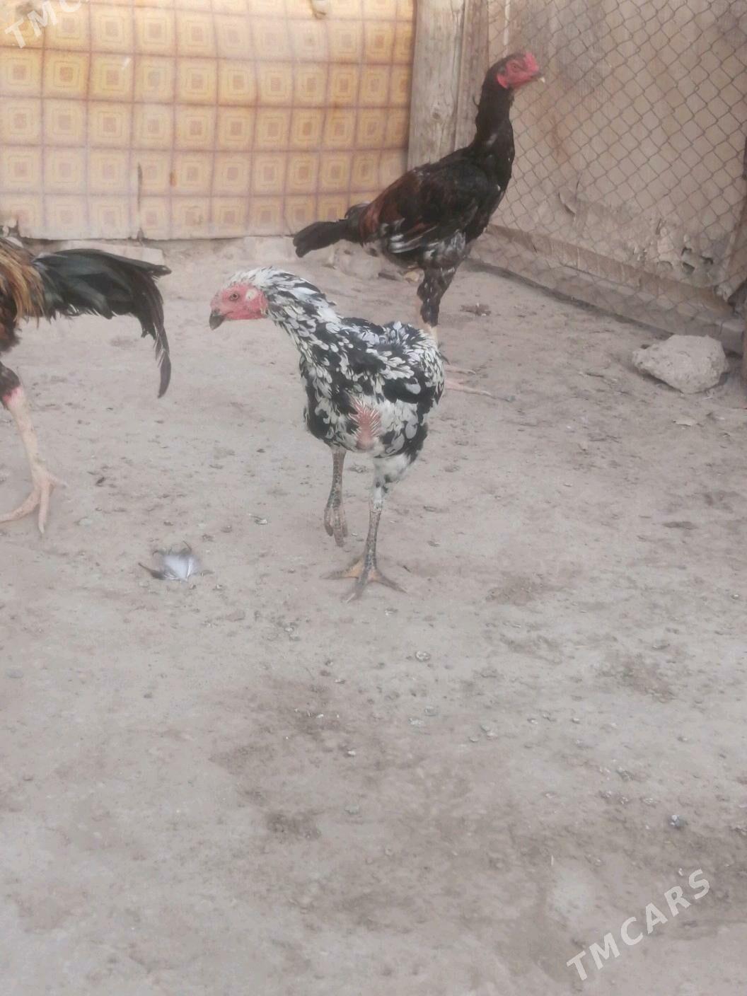 Taşkent horaž - Ашхабад - img 3