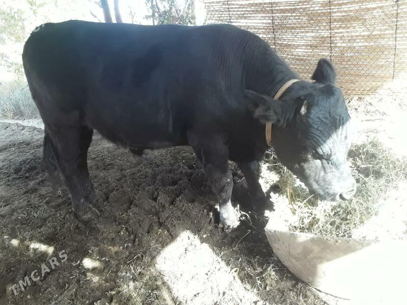 angus okuz - Baýramaly - img 2