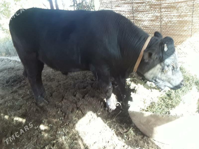 angus okuz - Baýramaly - img 3