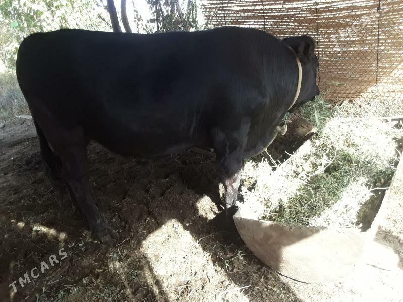 angus okuz - Baýramaly - img 4