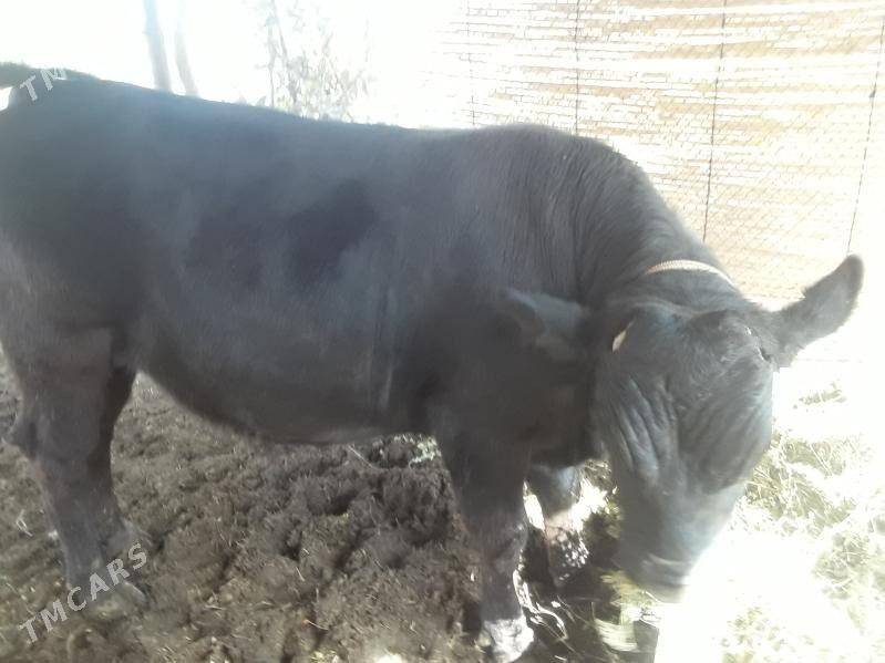 angus okuz - Baýramaly - img 1