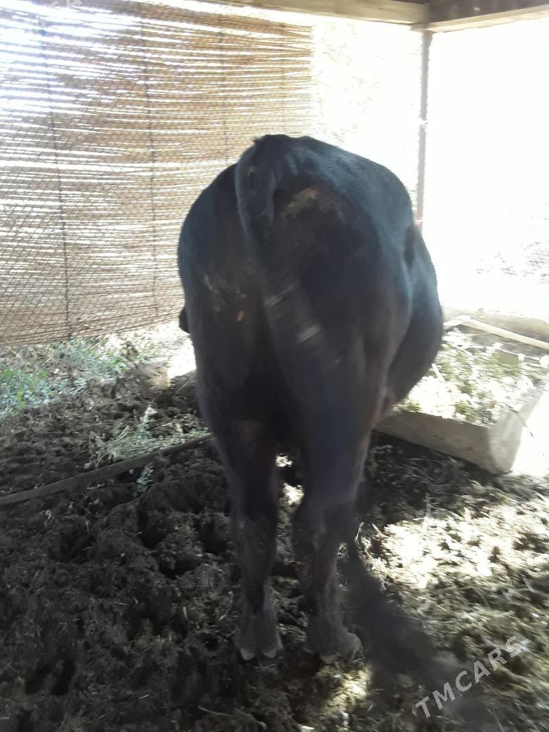 angus okuz - Baýramaly - img 5