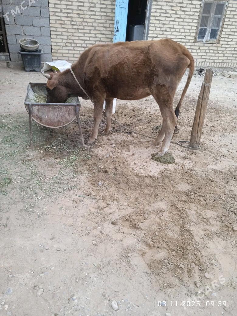 Göleli sygyr - Babadaýhan - img 1