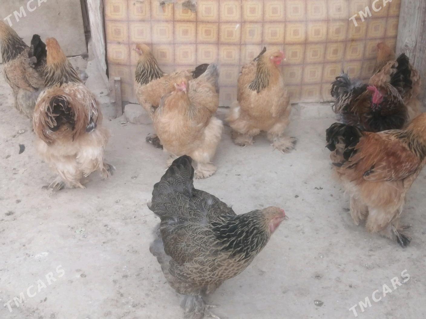 Brama - Aşgabat - img 7