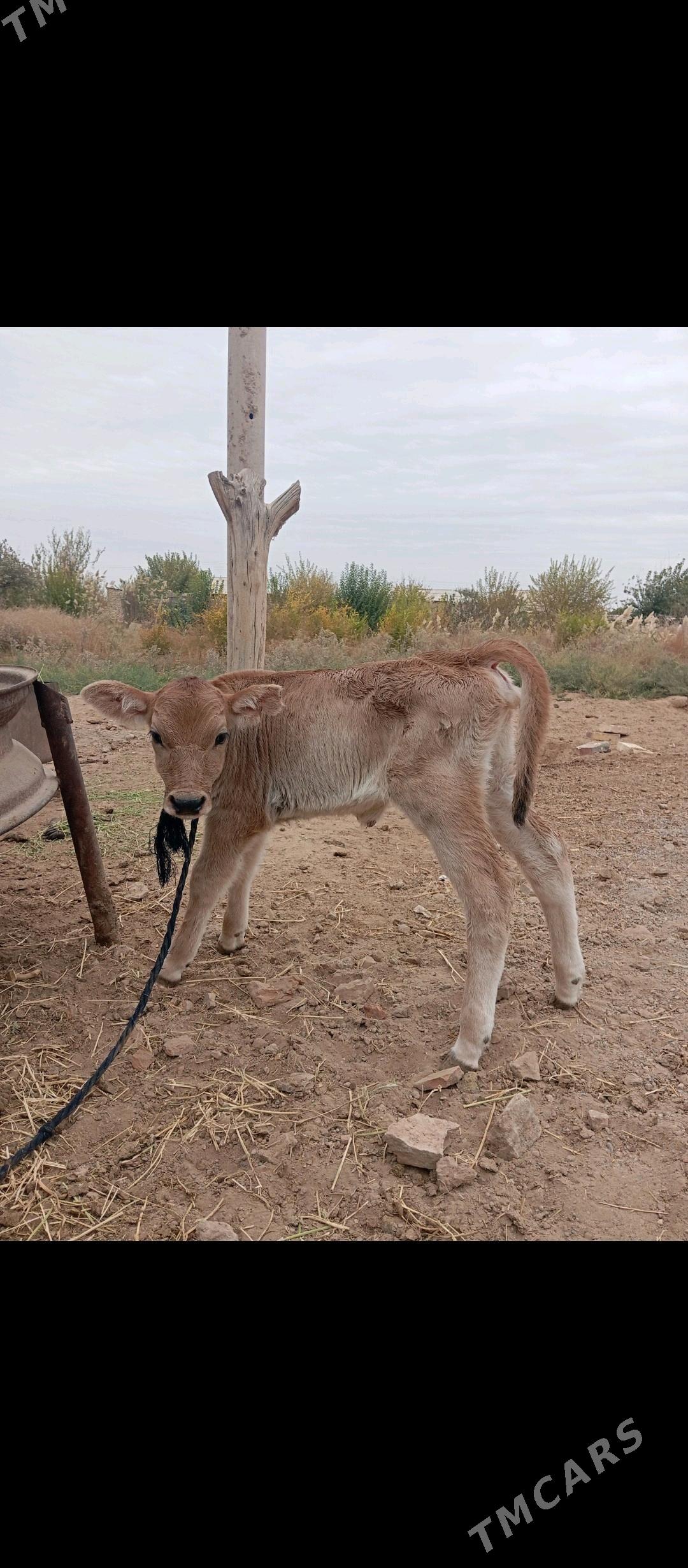 Göleli sygyr - Babadaýhan - img 5