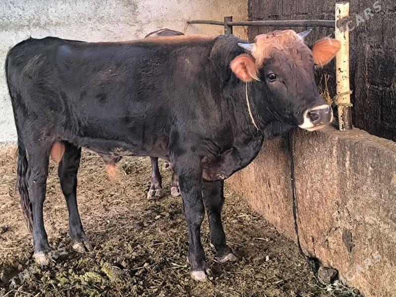 öküz - Aşgabat - img 2