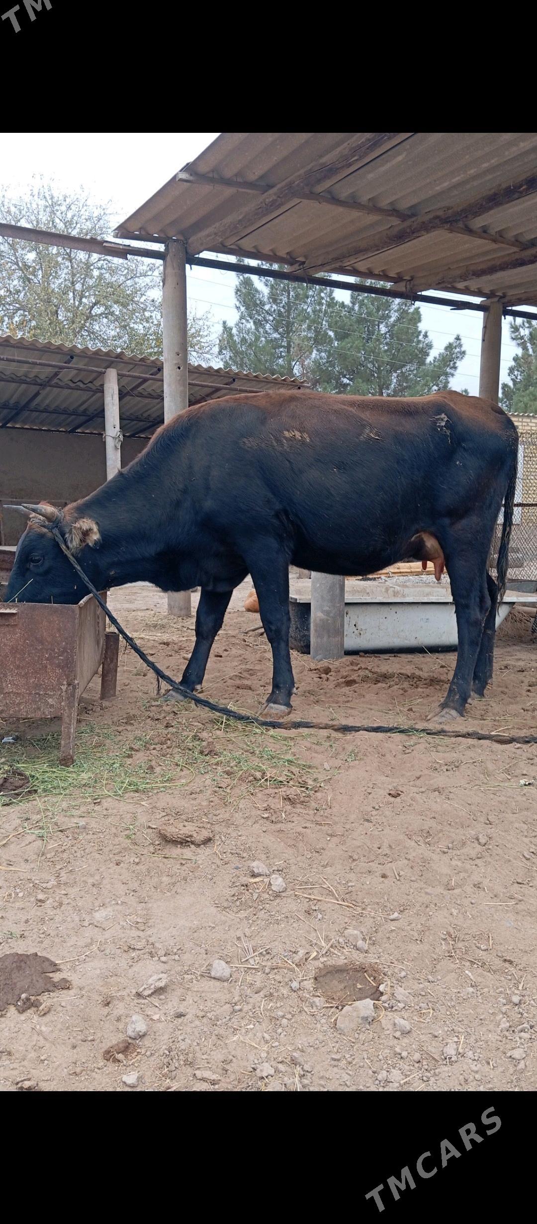 Göleli sygyr - Babadaýhan - img 3