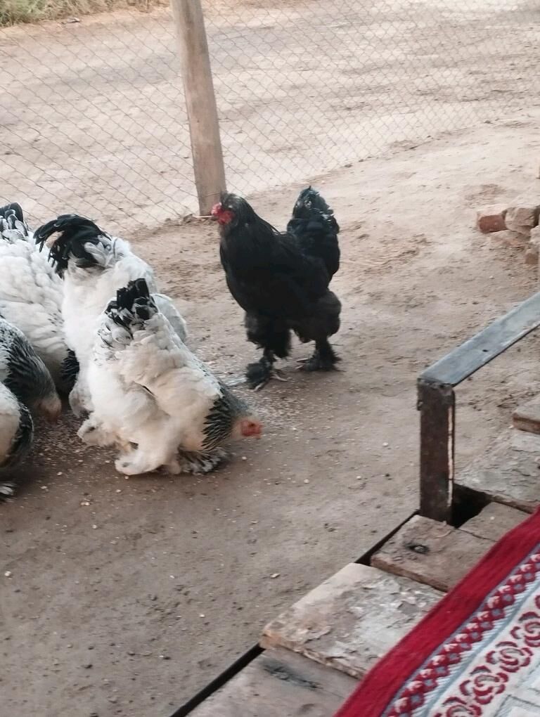 Brama towuk - Мургап - img 2