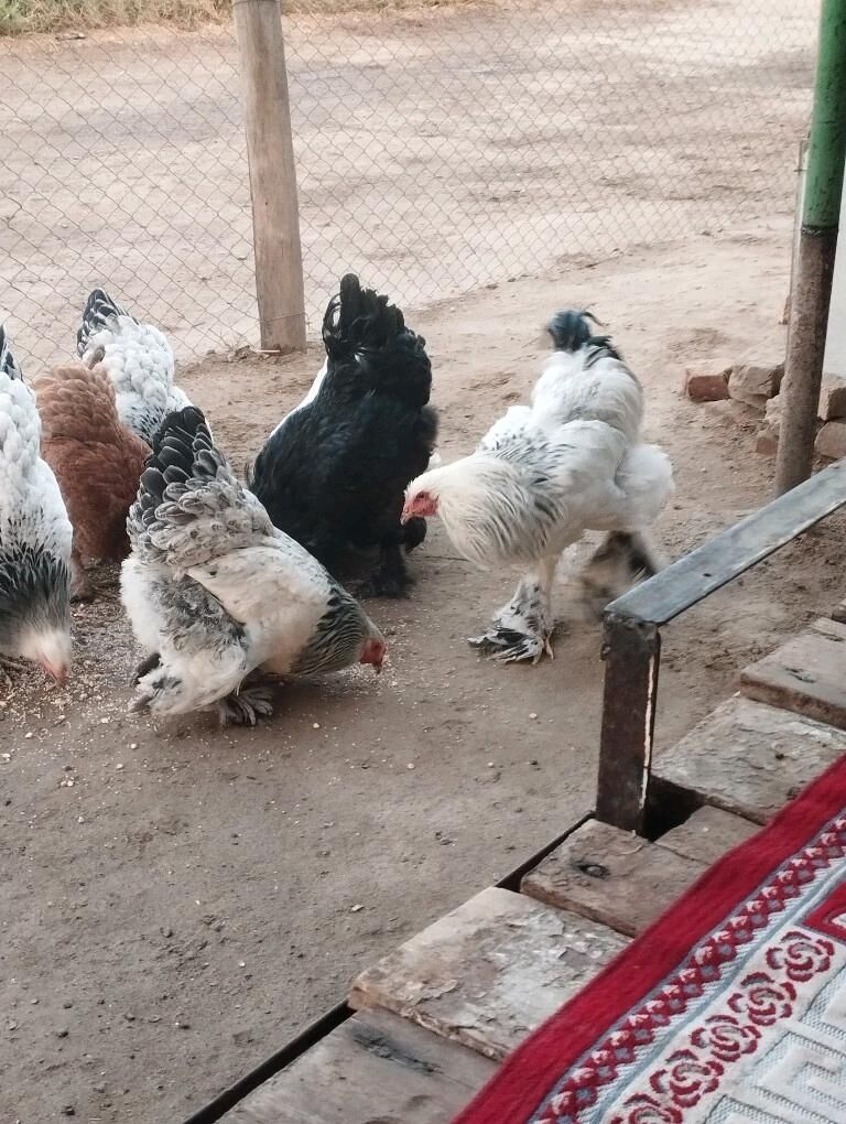 Brama towuk - Мургап - img 5