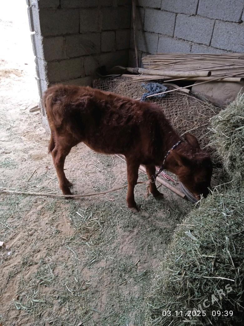 Göleli sygyr - Babadaýhan - img 2