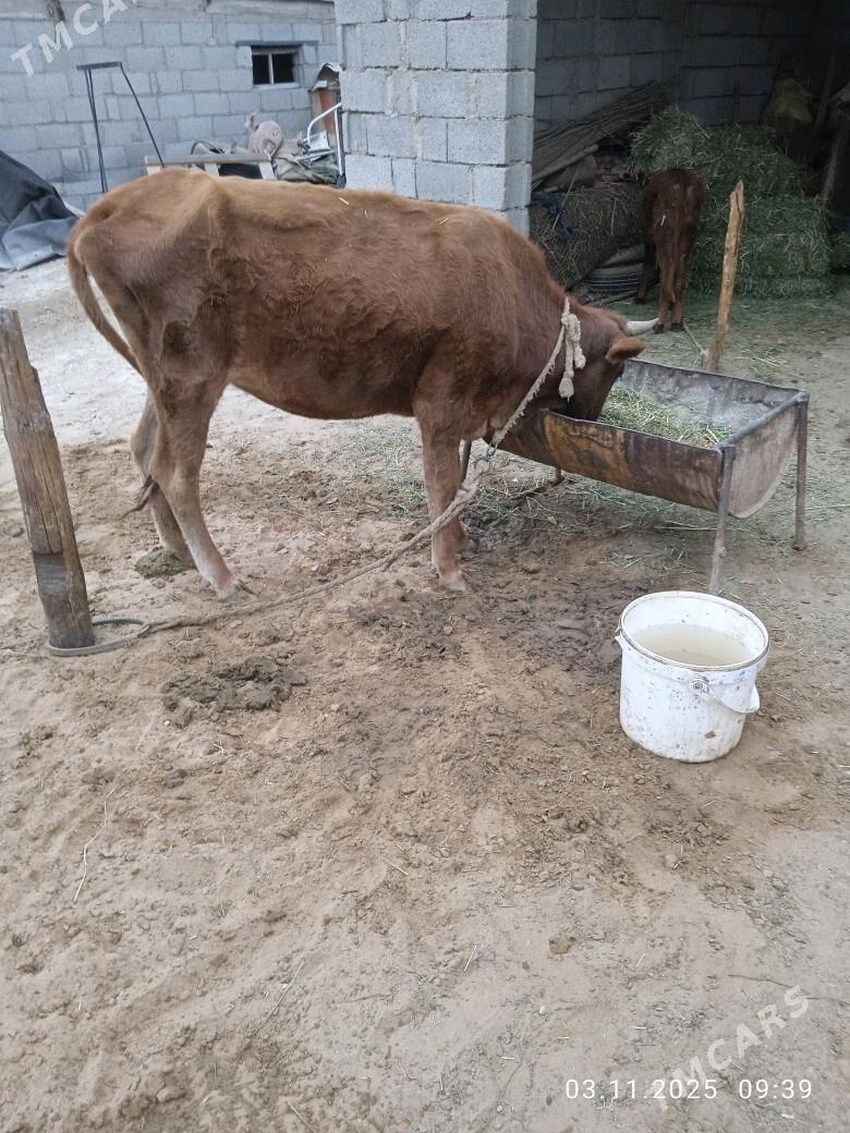 Göleli sygyr - Babadaýhan - img 3