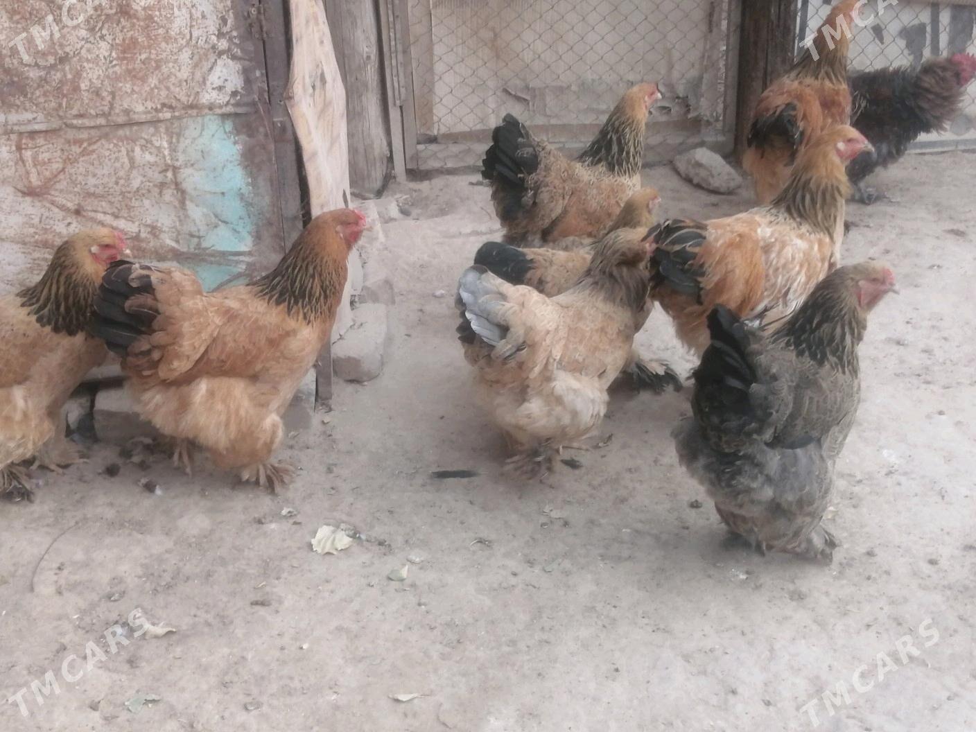 Brama - Aşgabat - img 2