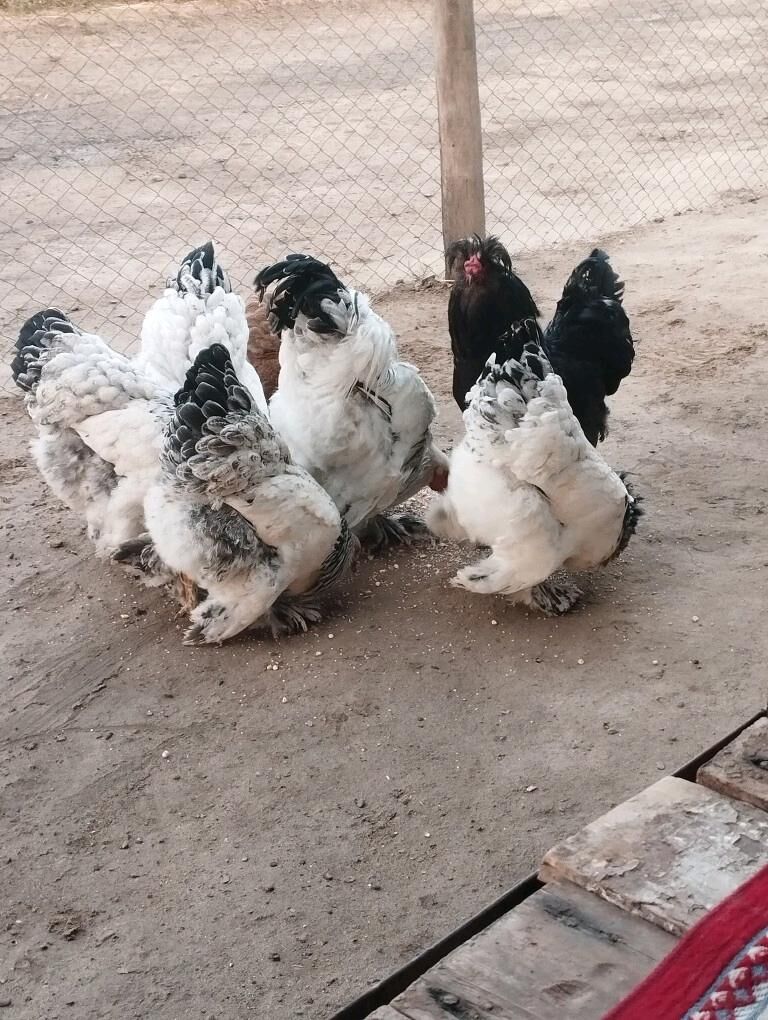 Brama towuk - Мургап - img 4