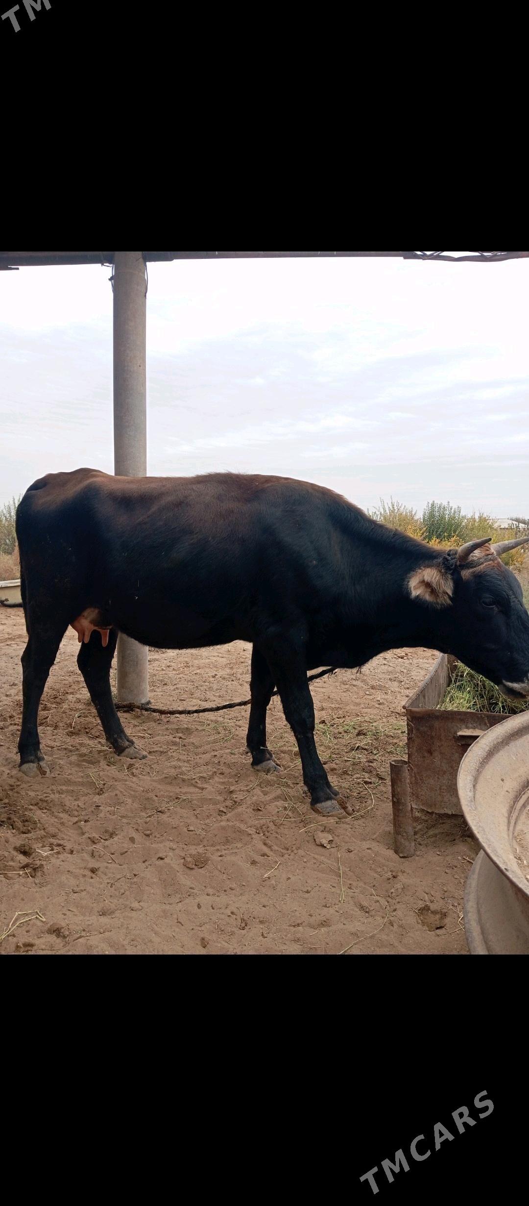 Göleli sygyr - Babadaýhan - img 2