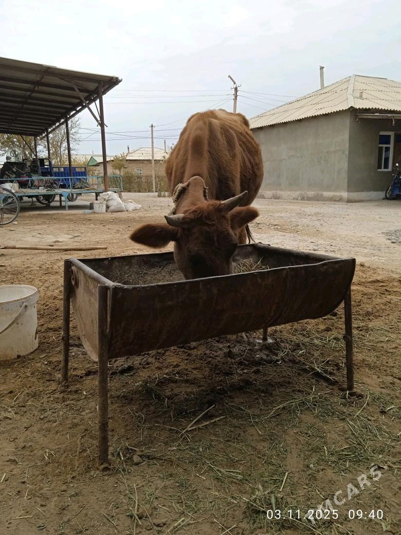 Göleli sygyr - Babadaýhan - img 6