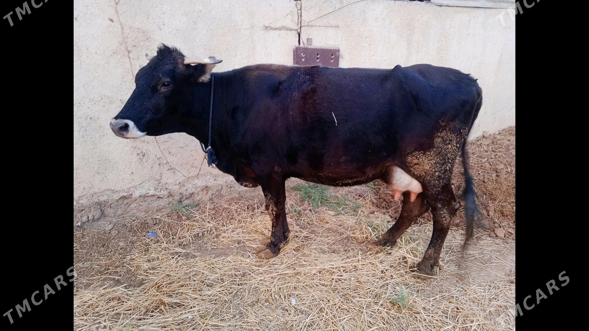 göleli sygyr - Ak bugdaý etraby - img 2