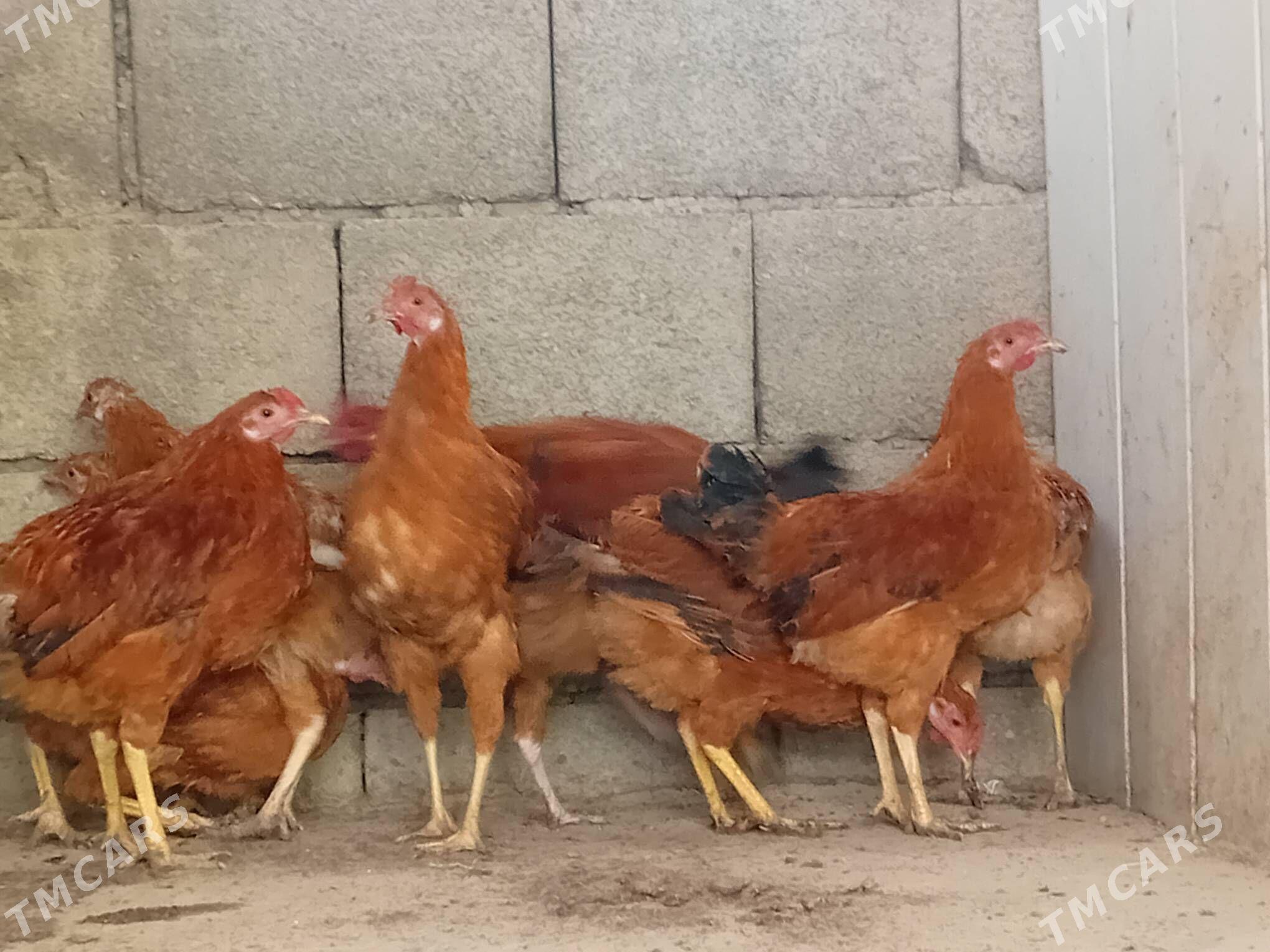 Horazlar - Gyzylarbat - img 2