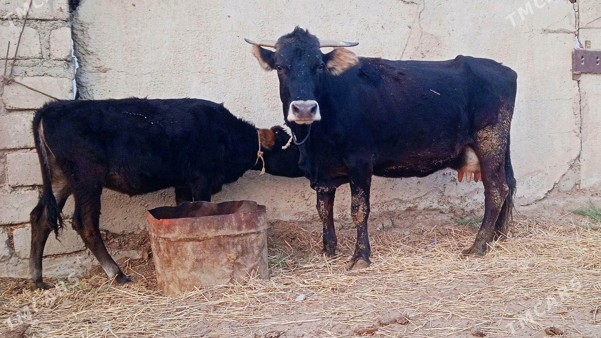 göleli sygyr - Ak bugdaý etraby - img 1