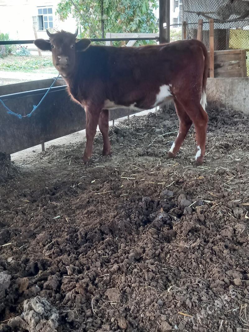 Satlyk okuz we unajyn - Çärjew - img 3