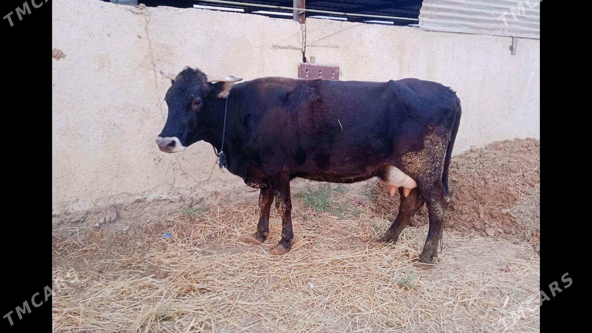 göleli sygyr - Ak bugdaý etraby - img 3