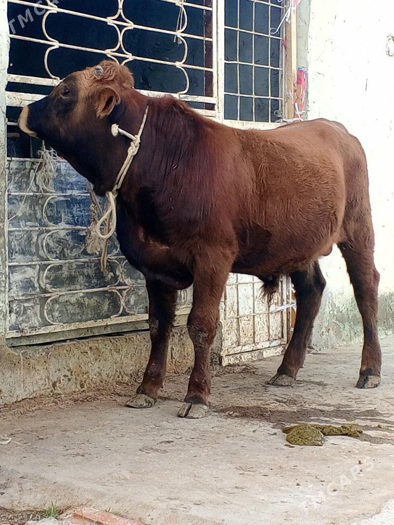 Tohum okuz - Aşgabat - img 4