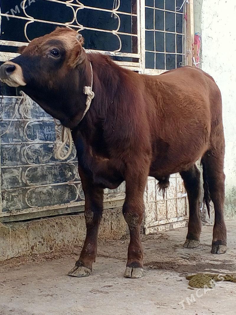 Tohum okuz - Aşgabat - img 2